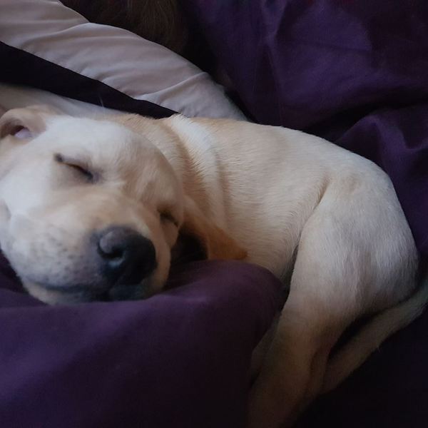 How is your dog helping you today?