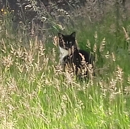 Cats still catting. What's your DCat up to today? Pt 3
