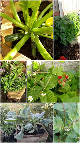 Allotment/Veg Patch Thread 9 - Spring is sprung, its getting really busy!