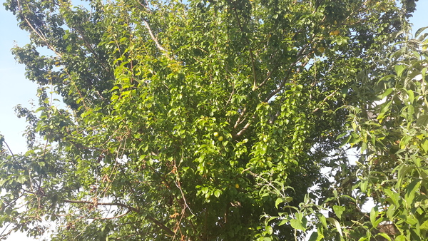 Tree identification please
