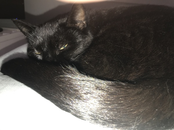 To love my kittens and want to see yours?