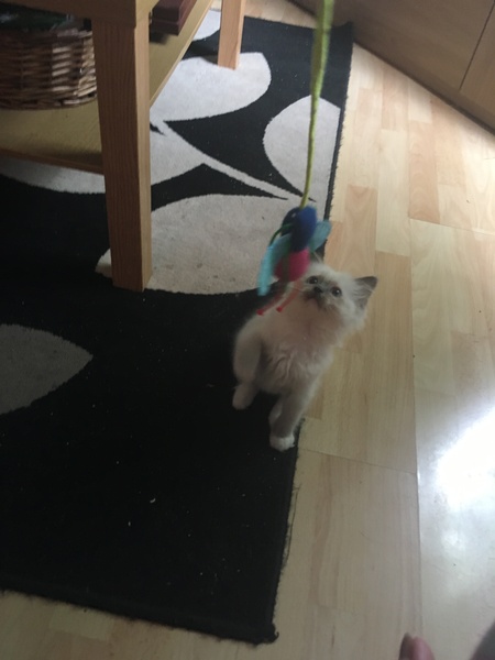 So who got a new kitten recently? Let's see then.