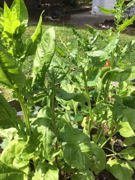 Has my chard bolted?