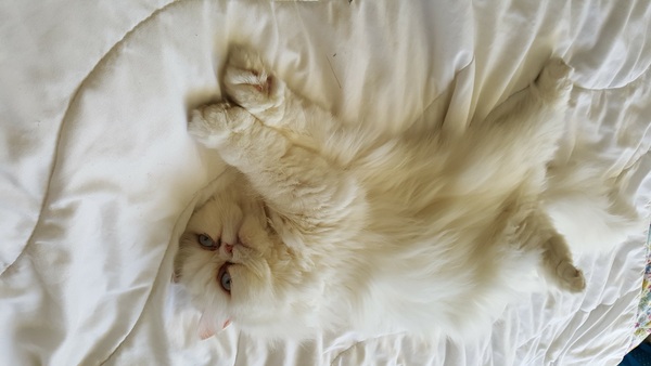 Recommend me a cat breed (please)
