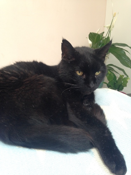 How can I help clean my old cat?
