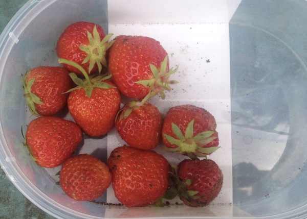 Allotment/Veg Patch Thread 9 - Spring is sprung, its getting really busy!