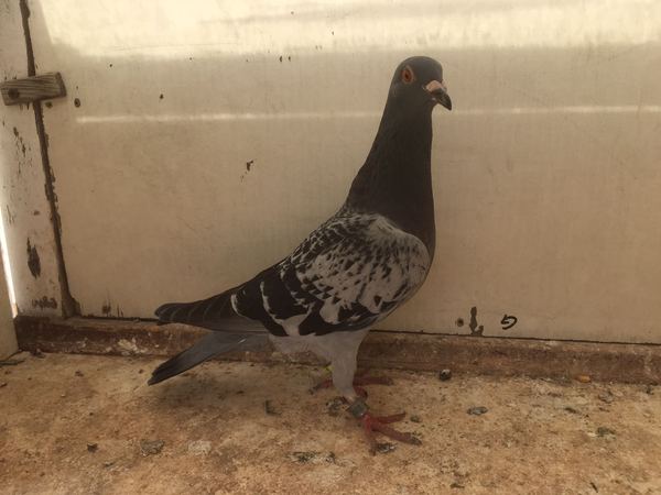 Anyone lost this? On my backstep if it's yours!