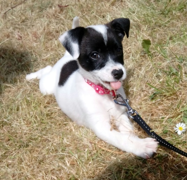 No excuse, just wanted to share a photo of our dog