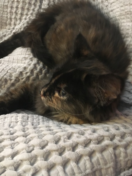 Cats still catting. What's your DCat up to today? Pt 3