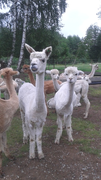 Swagger Inn 147 - Theresa may (see what I did there?) be a difficult woman, but we're all easy (ylt) in the Tav........