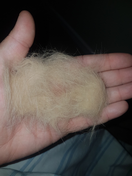 I found the best ever cat brush!!!