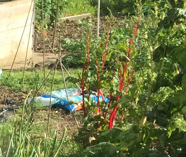Has my chard bolted?