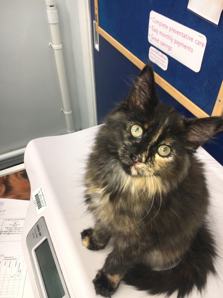 So who got a new kitten recently? Let's see then.