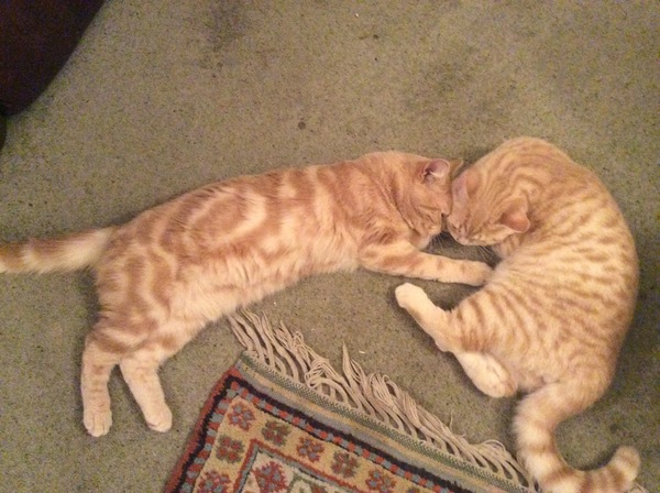 Colin's getting a new playmate!