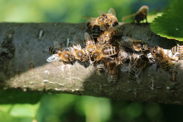 are these wasps or bees and what are they doing in my cherry tree?