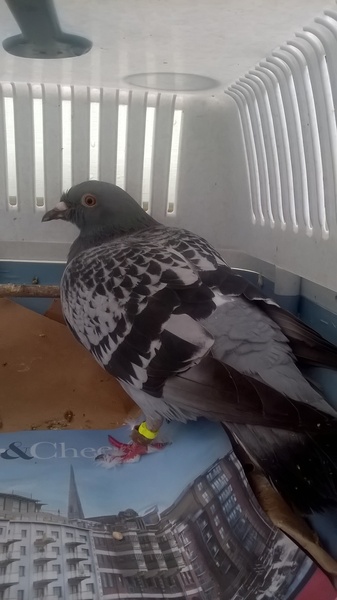 Anyone lost this? On my backstep if it's yours!