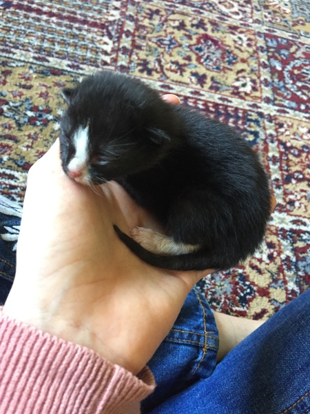 Abandoned 1 week old kitten being taken in by foster cat