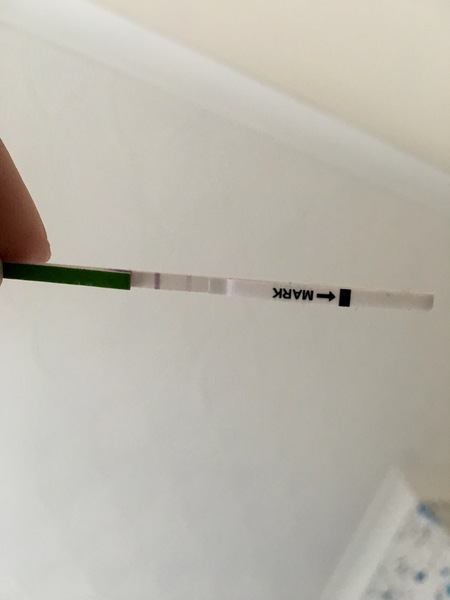 Bfn but lh surge picked up opk picture included