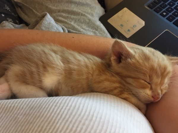 Help needed naming kitten!