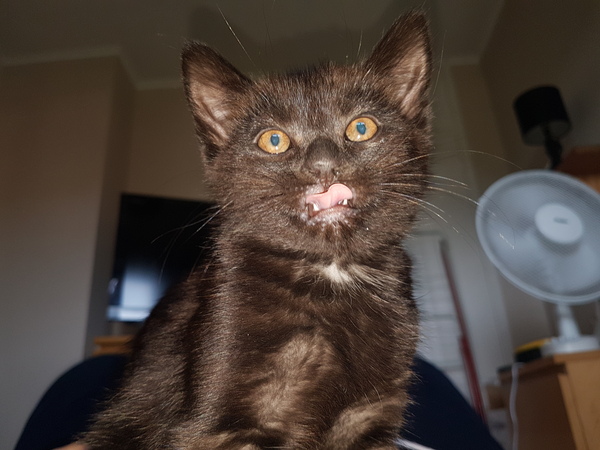 Another stray kitten!!!