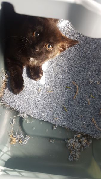 Another stray kitten!!!