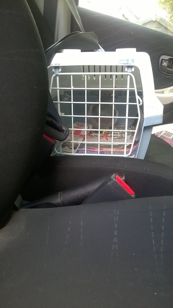 Anyone lost this? On my backstep if it's yours!