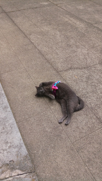 Update on cats stealing our clothes