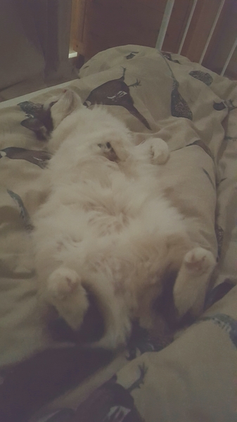 Recommend me a cat breed (please)