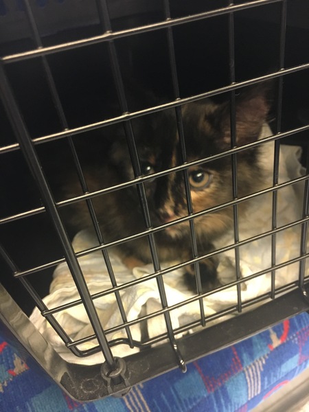 Cats still catting. What's your DCat up to today? Pt 3