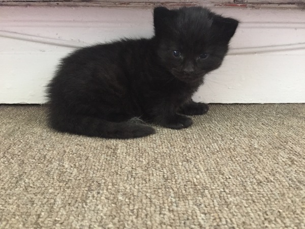 To ask to see a picture of your pet when it was a baby and now?