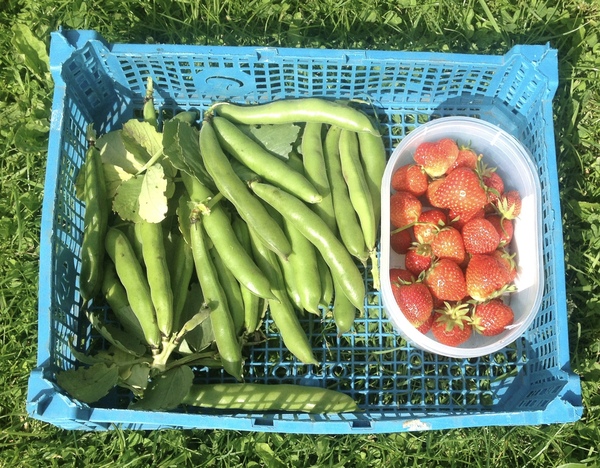 Allotment/Veg Patch Thread 9 - Spring is sprung, its getting really busy!