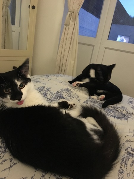 Cats still catting. What's your DCat up to today? Pt 3