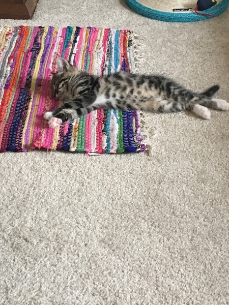 Name my kitty cat...