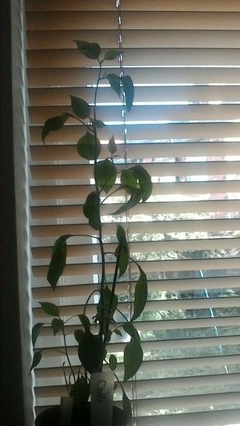 Chili growing taller and taller