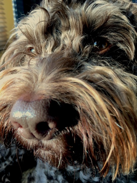 No excuse, just wanted to share a photo of our dog