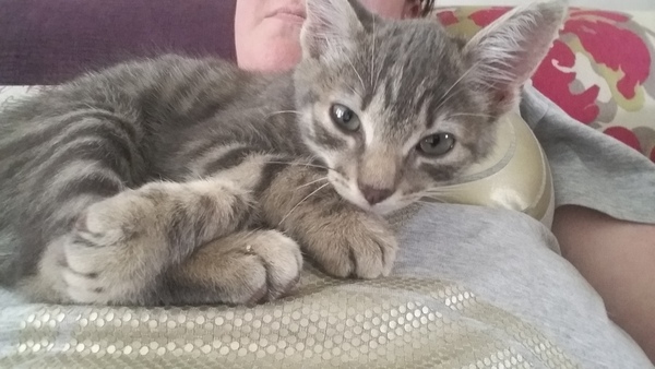 Cats still catting. What's your DCat up to today? Pt 3