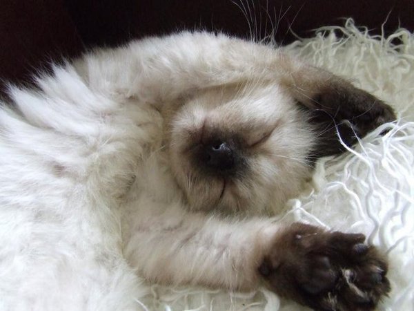 Tell us what your pets mean to you - for a chance to win a Fitbit Alta plus a copy of Finding Gobi. Now closed.