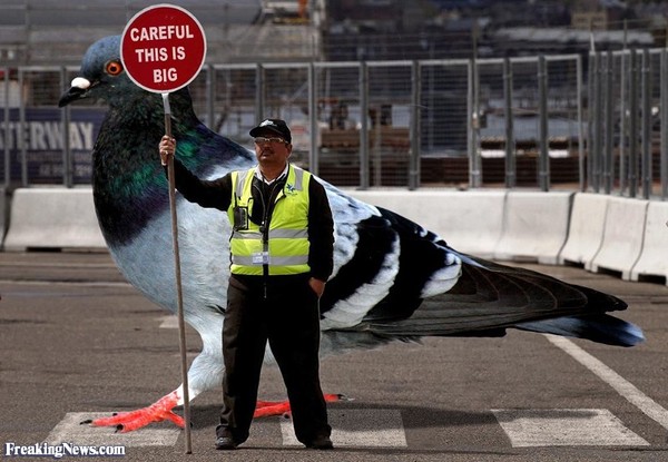 Anyone lost this? On my backstep if it's yours!