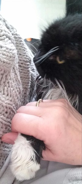 Cats still catting. What's your DCat up to today? Pt 3