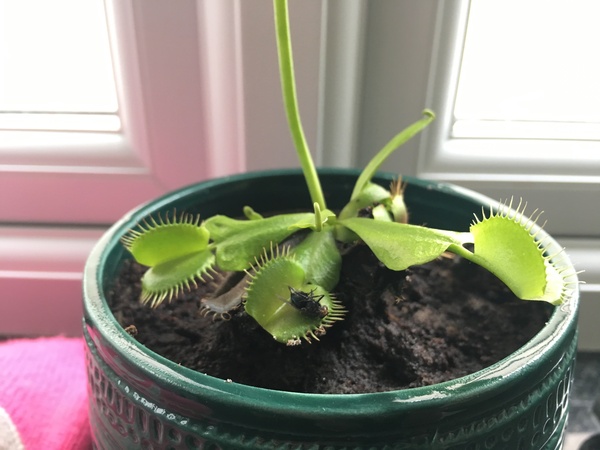 Venus flytrap