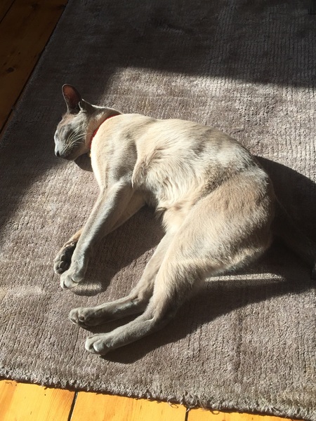 Recommend me a cat breed (please)