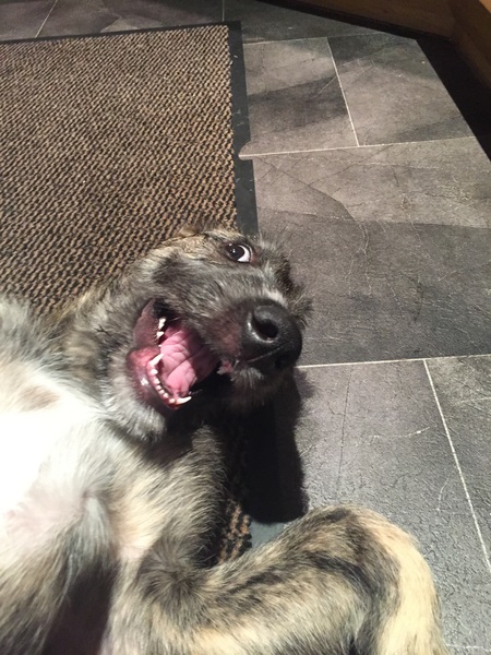 Does anyone fancy a "puppy survival" thread part 2