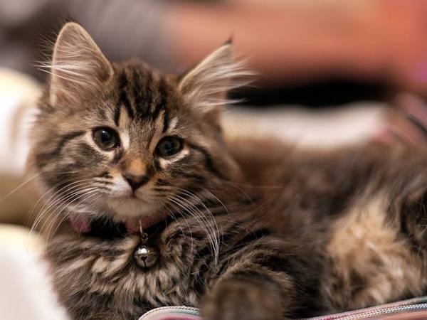 To love my kittens and want to see yours?