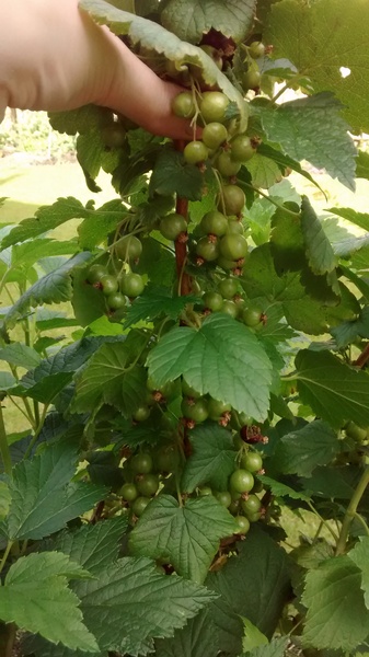 Allotment?Veg Patch Thread 10 - Plotmenters  busy into summer ! and loving James Wong