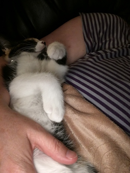 Cats still catting. What's your DCat up to today? Pt 3