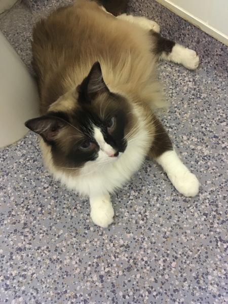 Recommend me a cat breed (please)