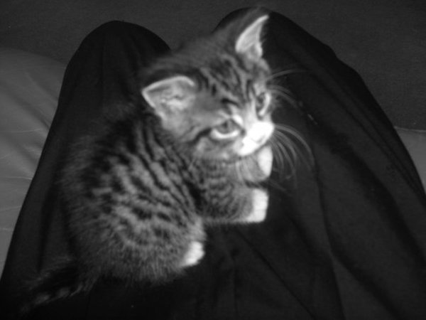 To ask to see a picture of your pet when it was a baby and now?