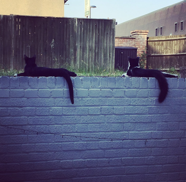 Cats still catting. What's your DCat up to today? Pt 3