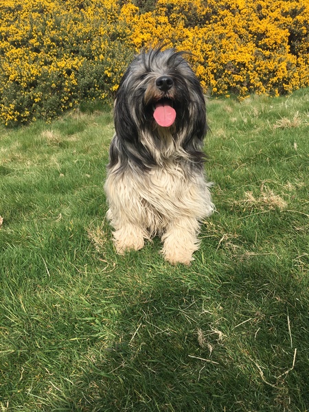 Tibetan Terriers