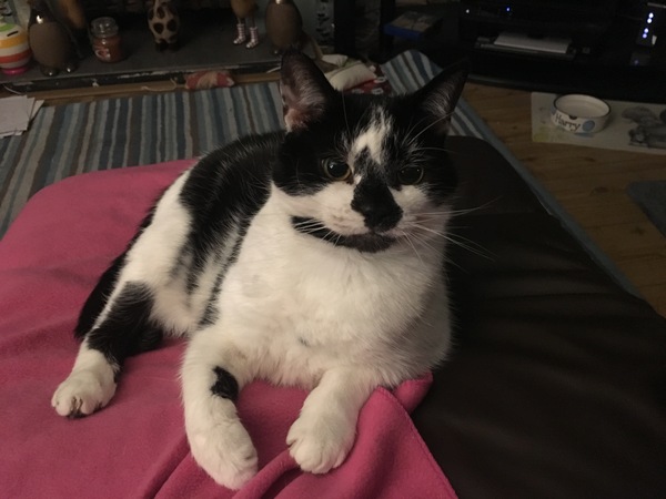 When did you first realise you loved your cat (i.e they had 'won' !)